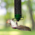 Mygametables Squirrel Proof Bird Feeder Hanging Mount